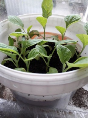 ����� ������� � ��������� �������� ����� �������: ������ ������ �� ������