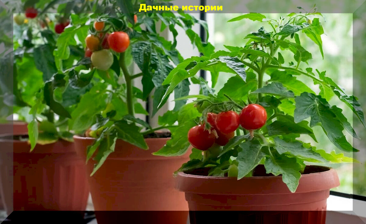 Секреты успешного домашнего огорода: советы для начинающих дачников