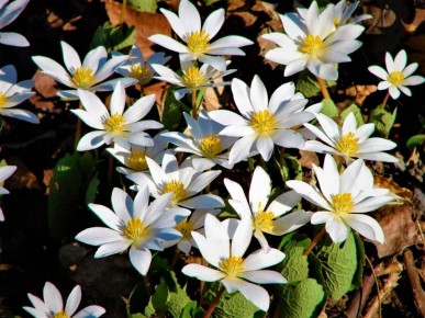 ���������� �����������: ������ ������ ��� ��������� ����