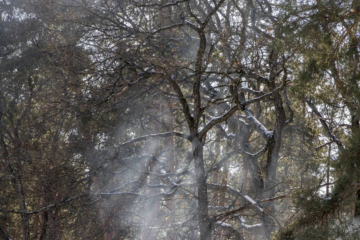 В Оренбуржье выявили 60 нарушений в сфере охраны лесов от пожаров