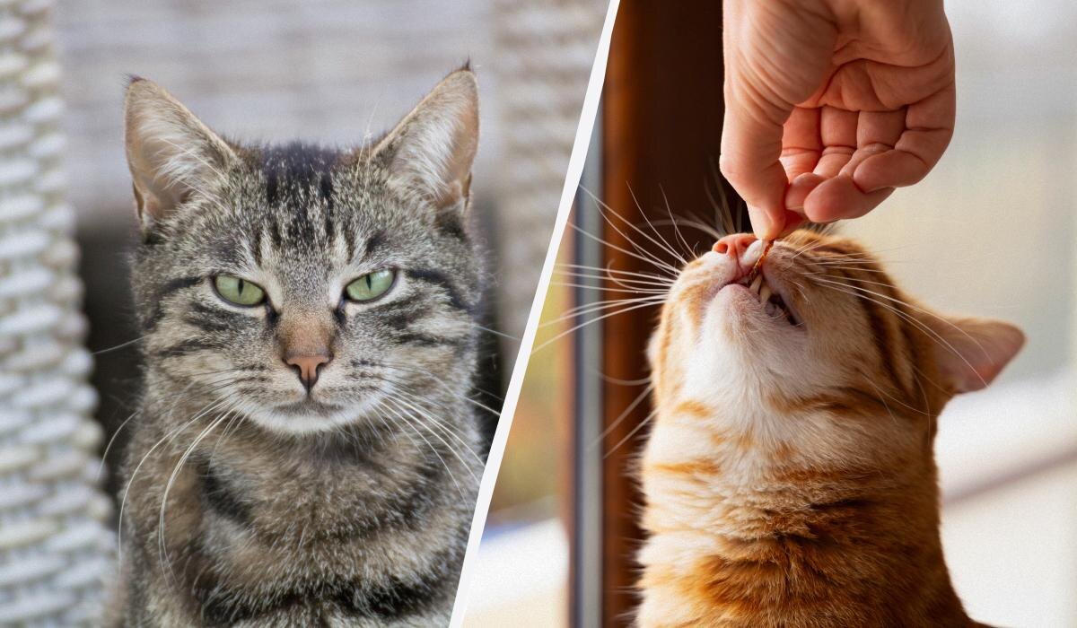 Как без стресса дать таблетку своему коту