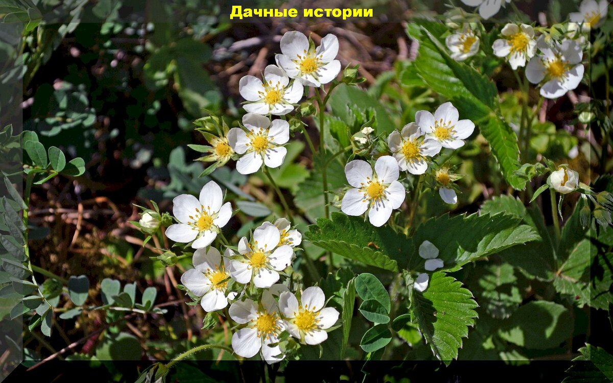 Как правильно ухаживать за клубникой в сезон цветения: секреты успешного роста и защиты