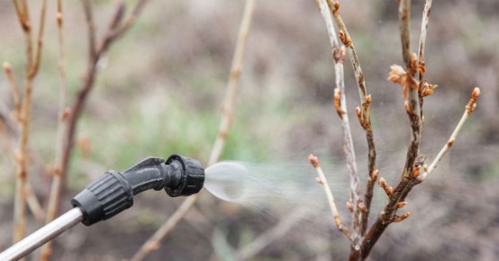 Успех у Ягоды: Как Правильно Подкормить Крыжовник и Смородину Весной