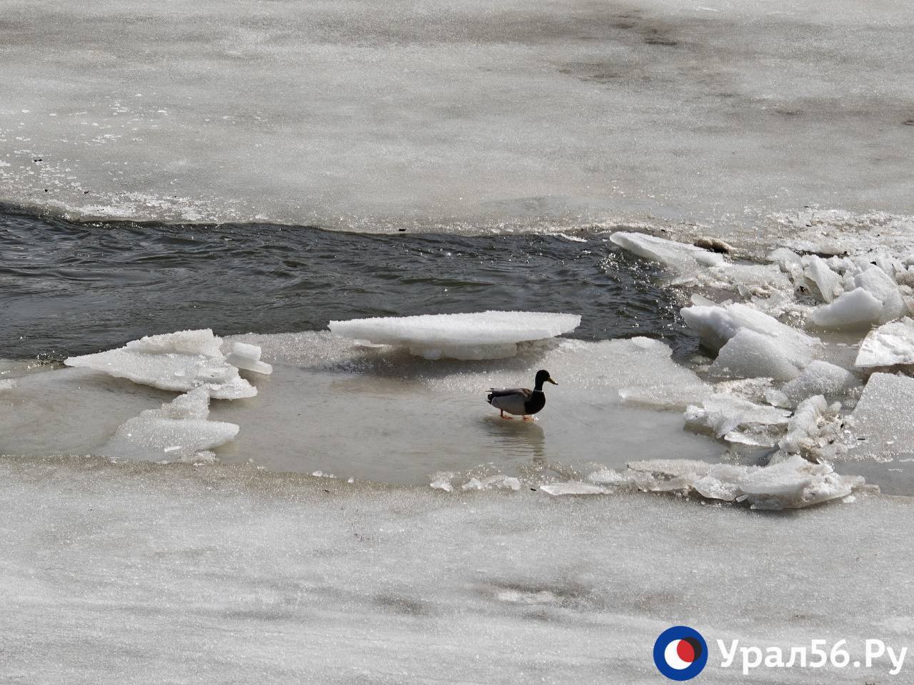 Река Урал в Оренбурге Река Урал в Оренбурге
