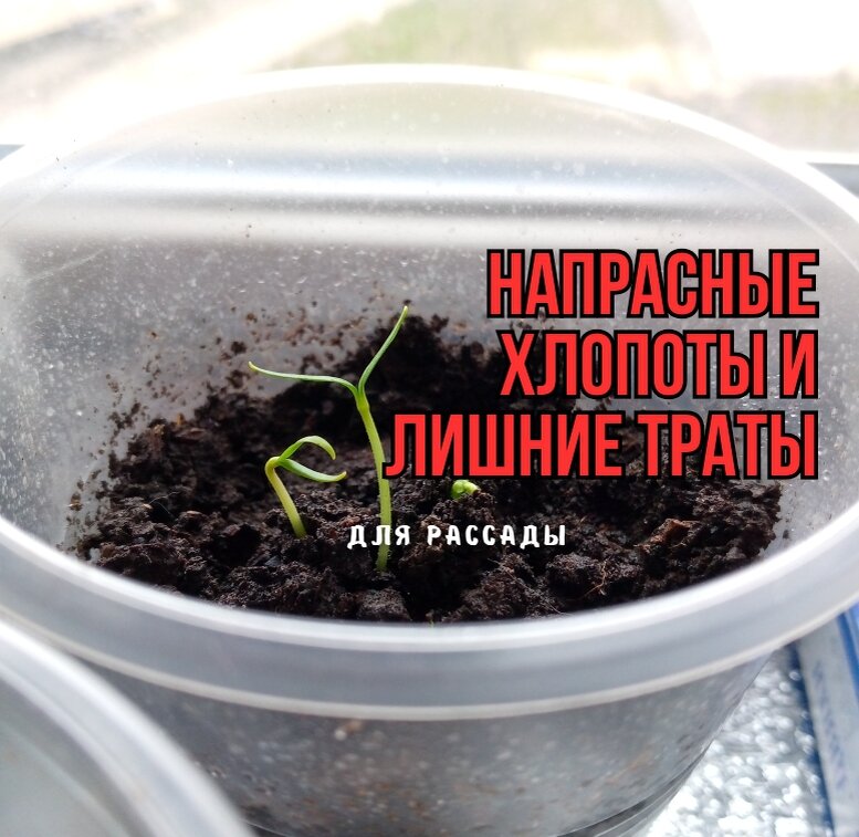 Почему некоторые популярные товары для рассады на самом деле лишние