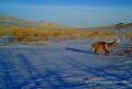 И еще одно подтверждение наступившей весны: На камеру заповедника в Оренбургской области попала лисица во время брачного периода