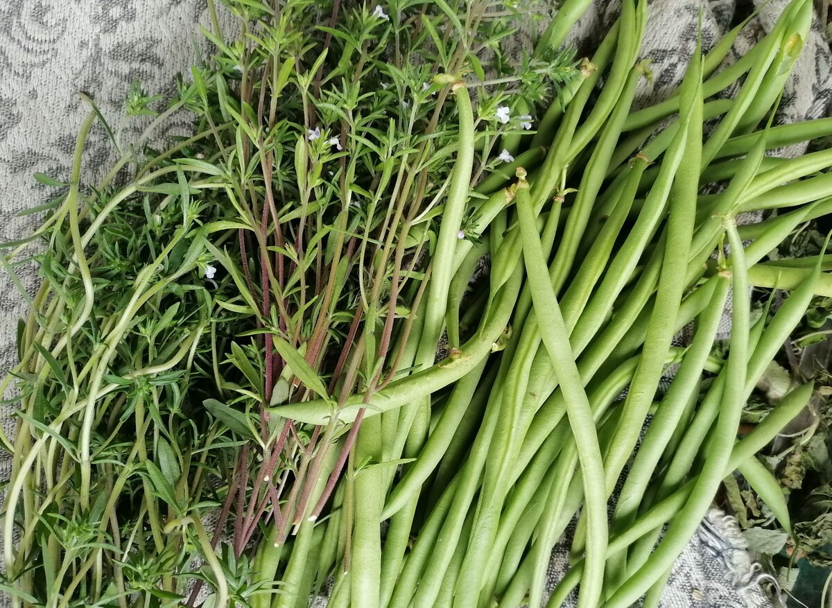 Фасоль вигна: секреты успешного выращивания в открытом грунте