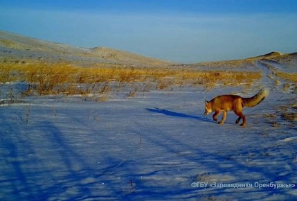 И еще одно подтверждение наступившей весны: На камеру заповедника в Оренбургской области попала лисица во время брачного периода