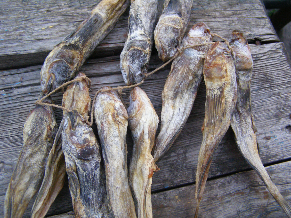 Бычки на праздничном столе: интересные идеи для кулинарного вдохновения