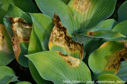 ��� ������ ����� �� ��������� ������: �������� ������