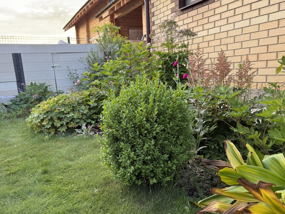 Успешное размножение самшита: секреты и советы