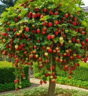 ���� ��������-���������������� ��� ������ ������ �� ������������ ���������