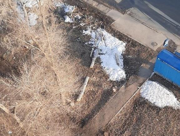 Жители Оренбурга просят убрать спиленный еще осенью тополь