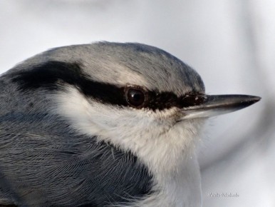 ������ ����! ������� ������ �� 26 �����