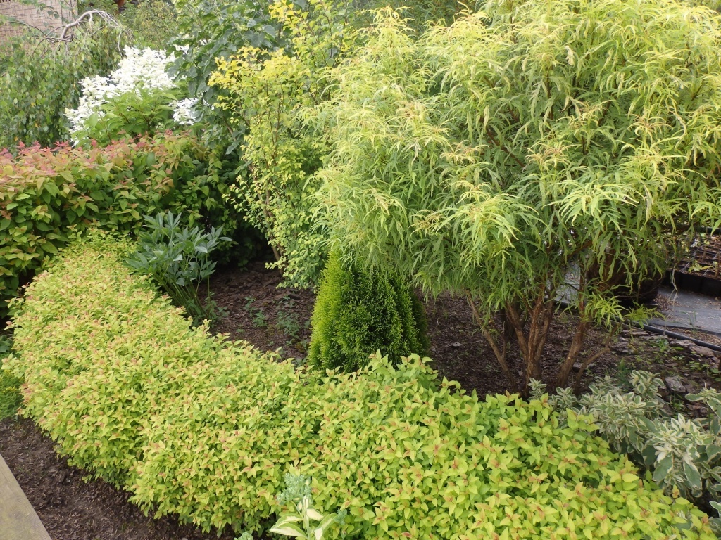 Как создать идеальный бордюр: 15 растений для вашего сада