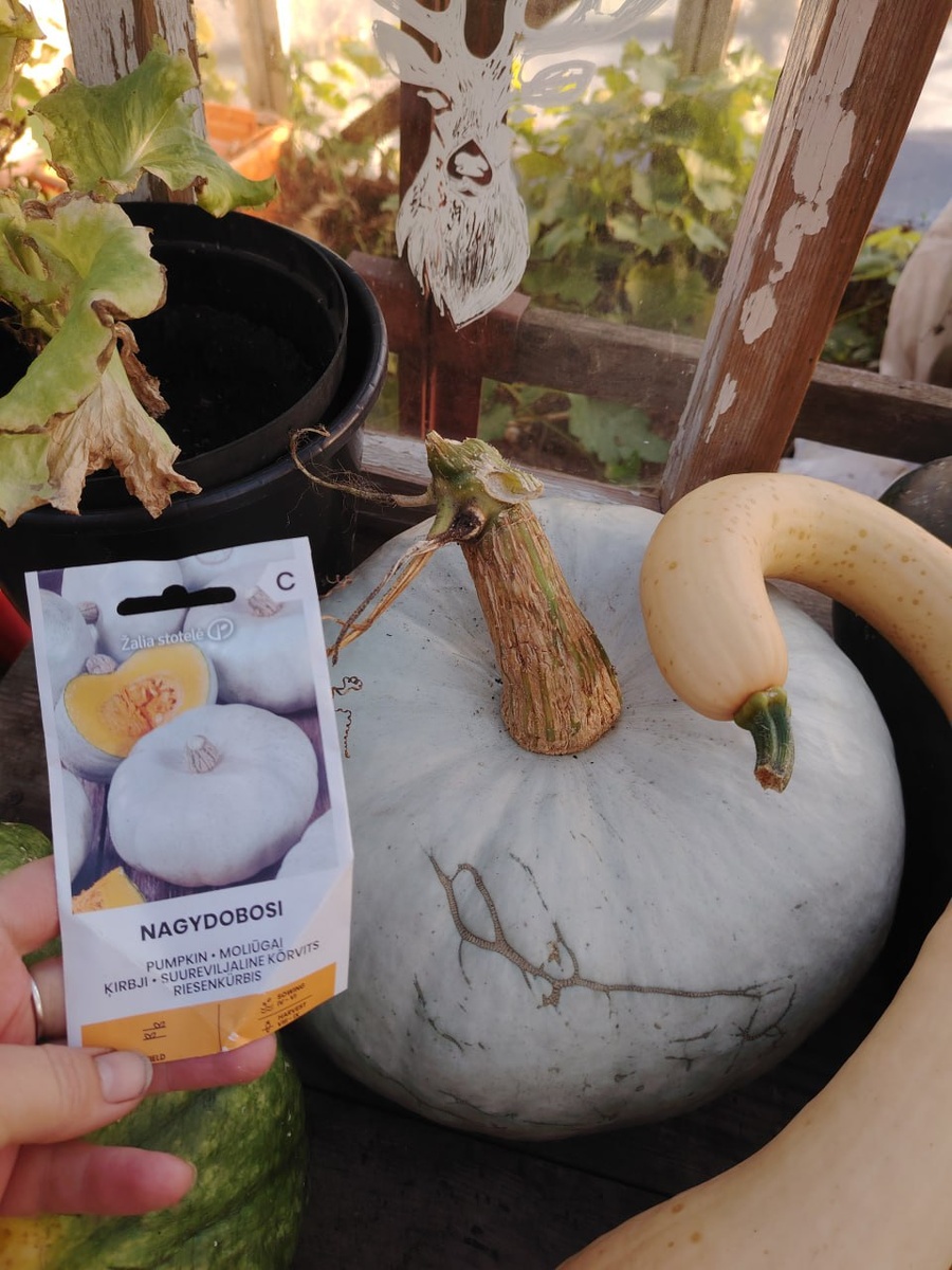 Тайны тыквы: Встречаем редкий сорт Нагидобоси из Венгрии
