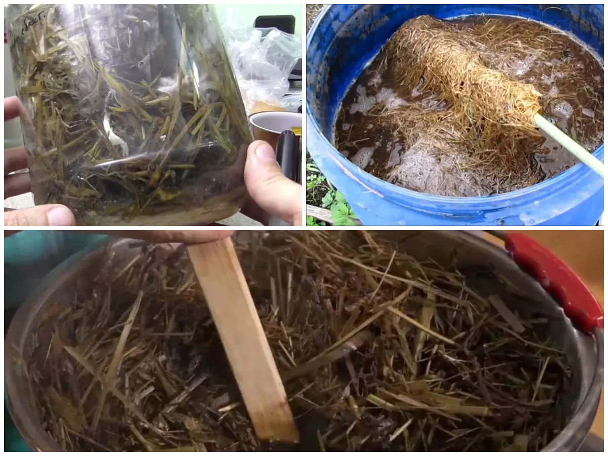 Как вырастить фитоспорин: эффективные методы для вашего сада