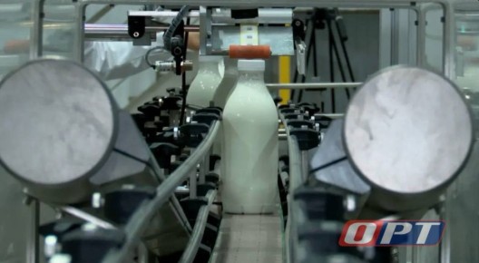 Молоко бьёт рекорды: в Оренбуржье надои выросли на 11%