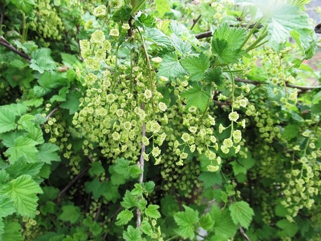 Причины опадения цветков и завязей смородины: неожиданные факторы