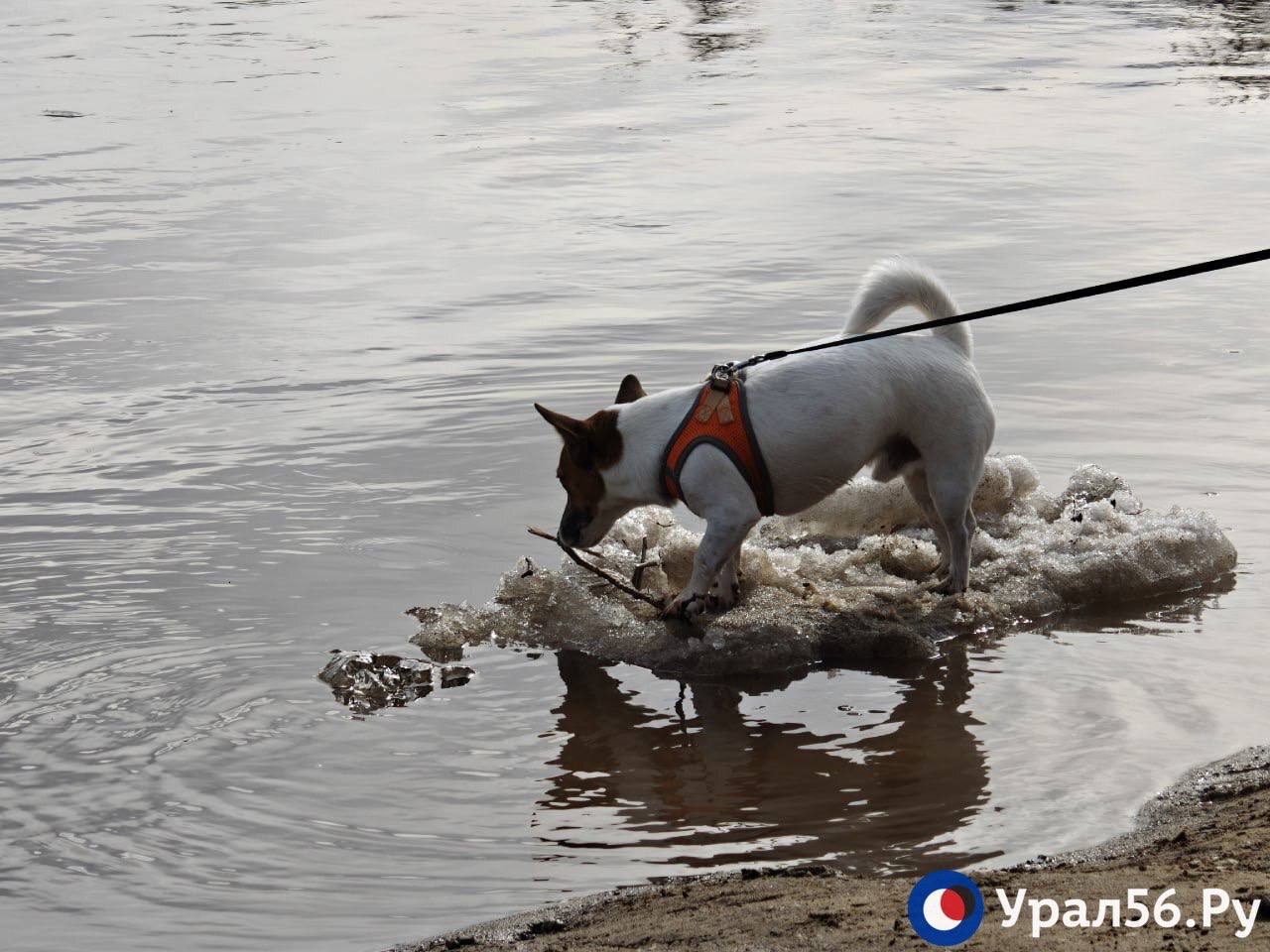 Красивый Урал в Оренбурге сегодня