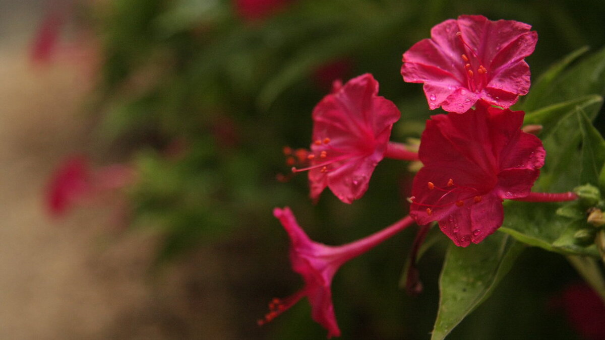 Как ухаживать за мирабилисом: советы для любителей растений