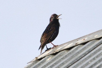 ����� � ���������� ������� ����� �����������