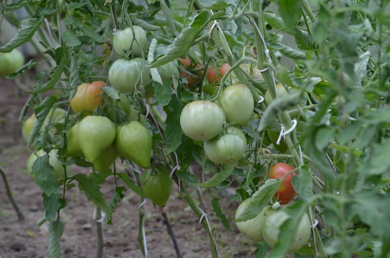 Как правильно подкармливать томаты в июле для обильного сбора урожая