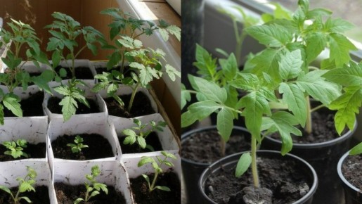 ��� ��������� ������� ���������� ������� �� 35 ���� ��� �������������� �����