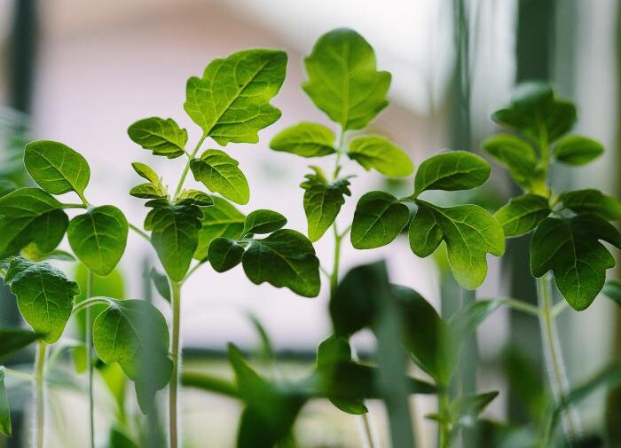 Как избежать вытягивания рассады: полезные советы для огородников