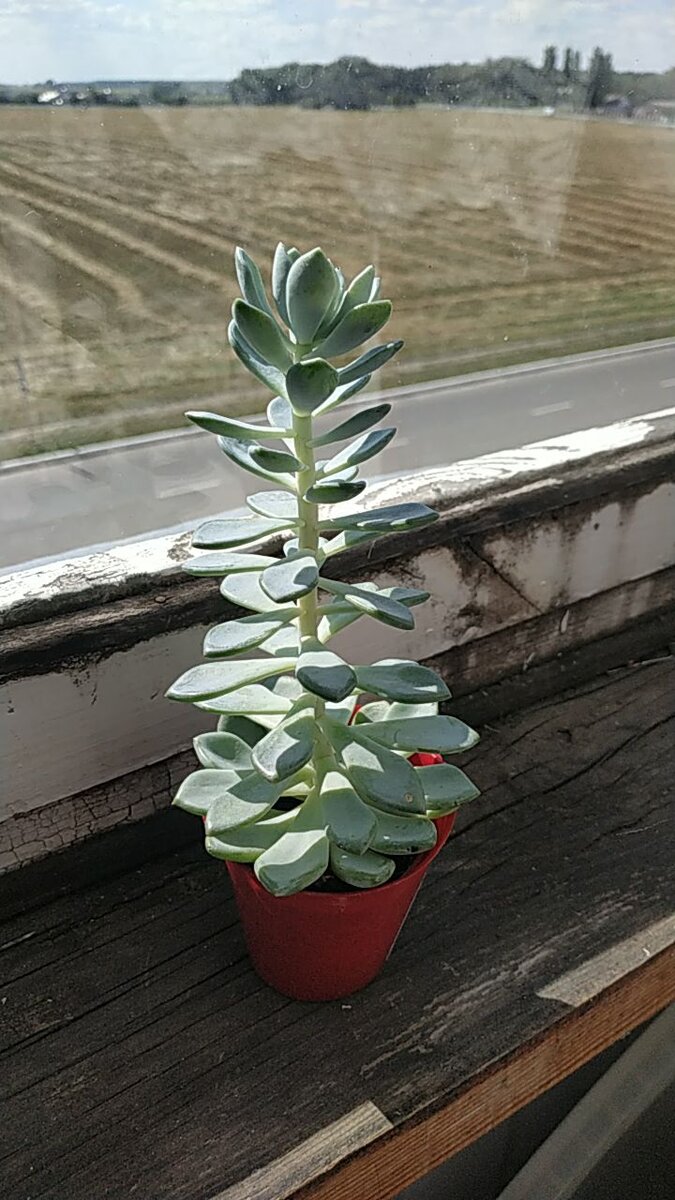 Фитолампы: как обеспечить растениям идеальное освещение