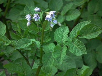 ����� ���� �������� ��������: �������� ��������, �� ������� ����� �������� ��������