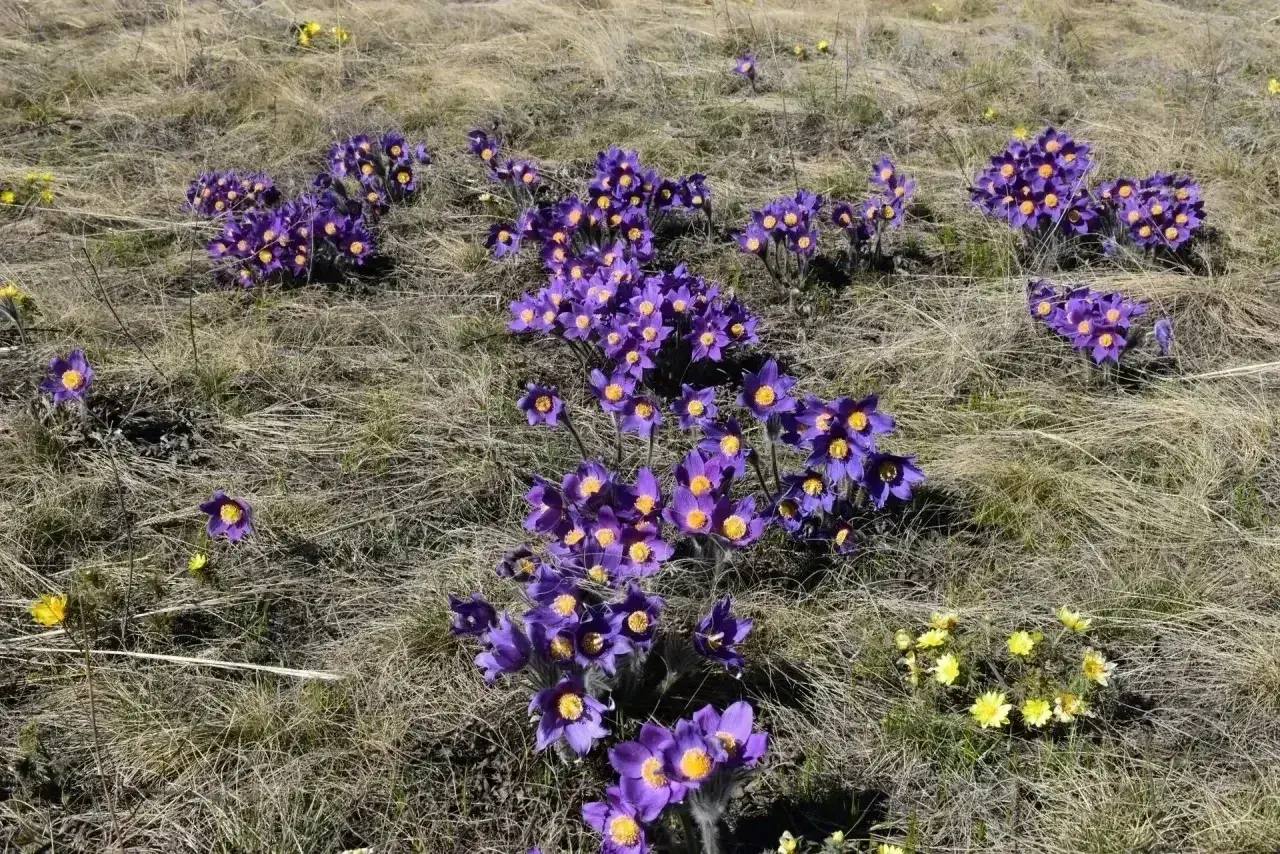 Минприроды Оренбуржья напомнило о штрафах за уничтожение редких растений