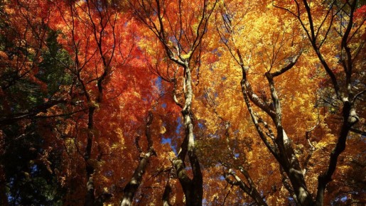 ������ ������� ������� ������ ������ ������