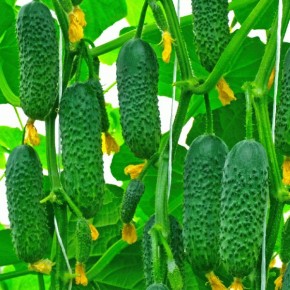 ������ �����������: ��������� ����� ��� ������ �������