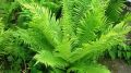 Почему папоротник стоит держать подальше от вашего дома