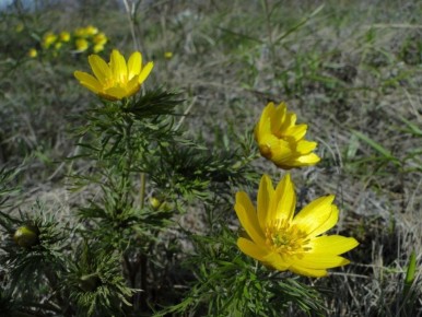 ������ ����! ������� ������ �� 3 ������