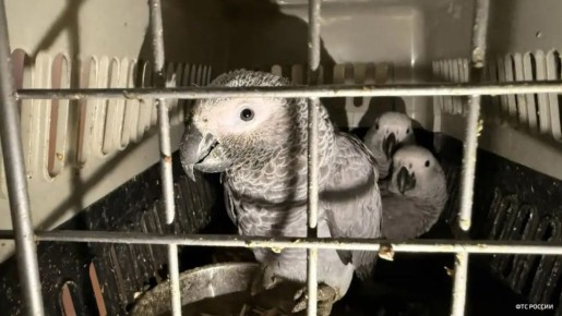 ����� ��� ����� ������������ ���� ���������� ����������� ��� �������� ������������� � ������������ �������, �������� �����-������ ��������� �������