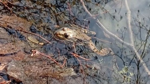 ������� �������-���������� ���������� � ����������� ����