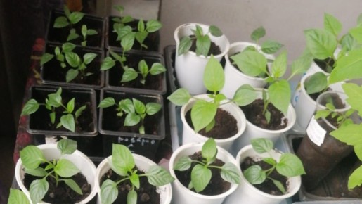 Неожиданные результаты эксперимента с посевом сладкого перца: февральский — худший