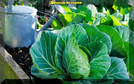 ����������� ������ ������ �������