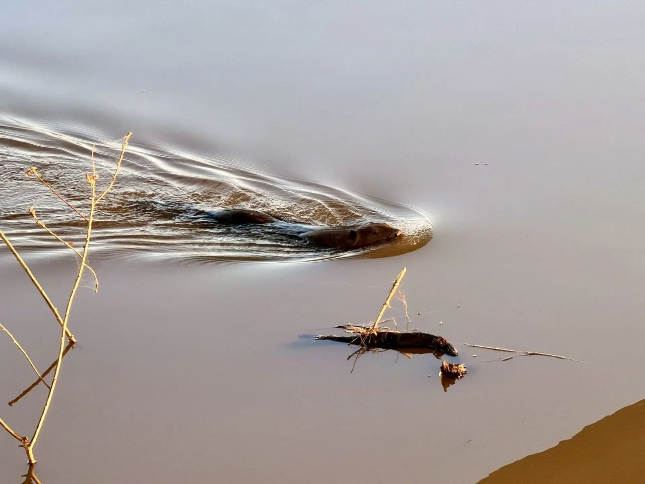 Бобры замечены в реке Кумак Новоорского района Бобры замечены в реке Кумак Новоорского района