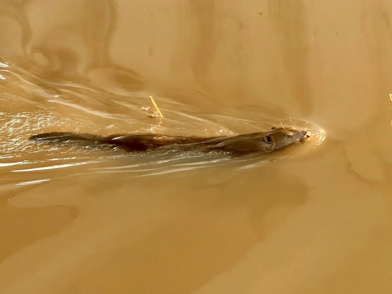 Бобры замечены в реке Кумак Новоорского района