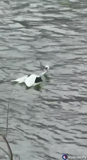 В Орске неизвестные подстрелили лебедя на реке Урал