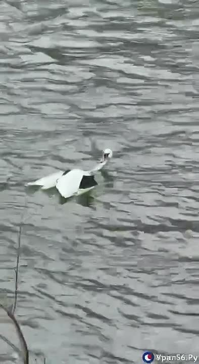 В Орске неизвестные подстрелили лебедя на реке Урал