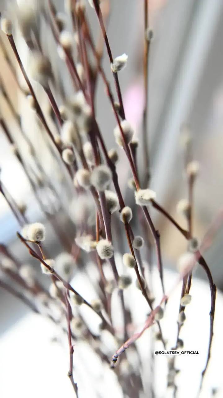 Евгений Солнцев поздравил оренбуржцев с Вербным воскресеньем