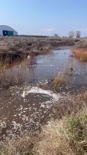 Водолазы и волонтеры продолжают поиски ребёнка в ручье Елшанка Октябрьского района