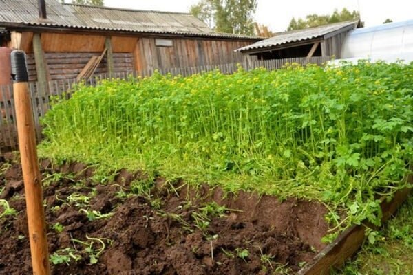 Как выбрать идеальные сидераты для картофеля