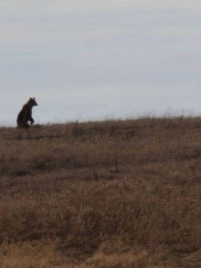 В Оренбургской области проснулись медведи