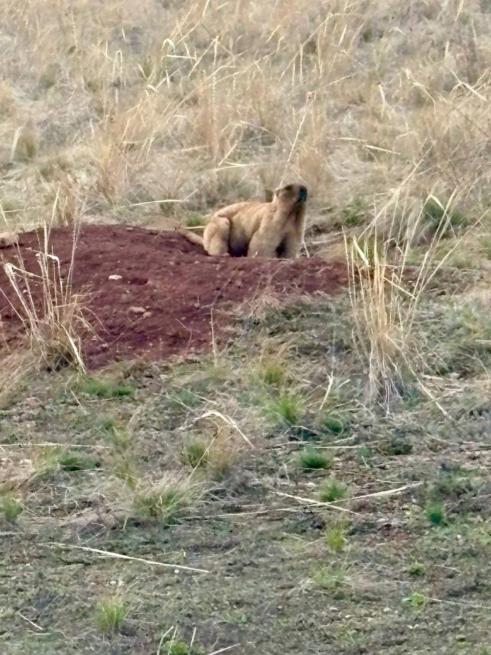 Наши степные жители тоже дождались весну Наши степные жители тоже дождались весну