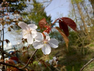 ������ ������� ����� �� ������: ���� ������� � �������